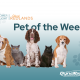 City of Redlands Pet of the Week: an image of dogs and paw prints.