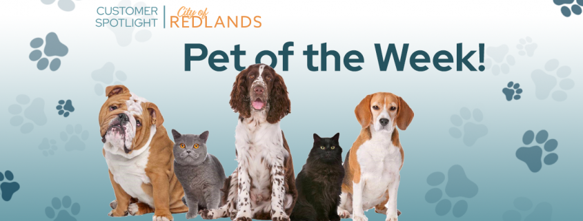 City of Redlands Pet of the Week: an image of dogs and paw prints.